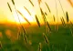 Meteo 20 iulie. Valul de căldură se restrânge în sudul și sud-vestul României. La cât vor ajunge maximele zilei