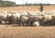 VIDEO - Seceta omoară pe capete animele fermierilor români: "Le ducem direct la crematoriu" - Se cere instituirea stării de calamitate