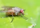 Remedii naturale pentru a ține insectele la distanță. Alungă furnicile, gândacii de bucătărie și țânțarii