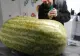 VIDEO – Ce au găsit în interiorul unui pepene de 130 de kilograme – Au filmat momentul spectaculos