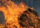 Stare de urgență în California din cauza incendiului de vegetație care amenință Parcul Național Yosemite - VIDEO