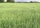 Criza alimentară globală se va agrava - NASA: Rusia controlează 22% din terenurile agricole din Ucraina, după 4 luni de război - HARTA