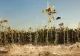 45 de zile fără ploaie. Este secetă extremă în Sahara Olteniei, temperaturile au ajuns la 33 de grade Celsius