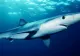 Un nou atac al rechinilor - O femeie a fost rănită grav în timp ce făcea snorkeling
