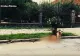 Scenă IMPRESIONANTĂ: un câine își veghează prietenul de joacă, lovit de o mașină - FOTO