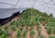 Pablo Escobar de Bihor. Și-a făcut plantație de canabis pe 6 hectare - VIDEO