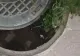 VIDEO – Ce au găsit niște români într-un canal – Se auzeau sunete ciudate și de frică l-au deschis cu un lemn, de la distanță