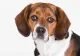 Mii de căței salvați dintr-un laborator pentru experimente. Compania, acuzată de acte de cruzime împotriva animalelor