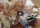 VIDEO – Încă mișca peștele în farfurie – A comandat un fel de mâncare deosebit, într-un restaurant japonez – Când a văzut ce i-au adus, era să i se facă rău