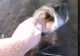 VIDEO – Așa ceva n-ai mai văzut – Ce monstru iese direct din apă și îl prinde de mâna pe un pescar