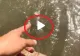 VIDEO – A observat un pește pe fundul apei și a vrut să le arate și prietenilor. Ce a urmat întrece orice imaginație