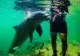 Delfinii au început să atace oameni. Alertă în Japonia, greșeala pe care o fac turiștii