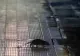 Șobolanii de pe străzile din Brașov au ajuns motiv de dispute politice - VIDEO