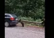 Gest incredibil. Un pui de urs ajută un șofer pe Transfăgărășan - Imagini virale - VIDEO 