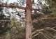 Poza fantastică făcută într-o pădure din România. Găsește animalul ascuns în cadru!