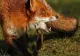ALERTĂ! O vulpe infectată cu RABIE a ajuns în curtea unui liceu din municipiul Buzău: animalul a fost eutanasiat