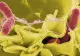 Ce este Salmonella? Cauza celor mai răspândite toxiinfecții alimentare