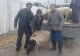 Familiile recruților luați la război, RĂSPLĂTITE de Putin. Analist militar: "O oaie în schimbul unui recrut pare un schimb corect"