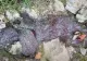 Dezastru ecologic la Bucium, în județul Iași: fose septice vărsate în râu! Localnicii, deranjați de mirosul înțepător - VIDEO