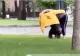 Cum a fost convins un cimpanzeu fugar să se întoarcă la ZOO. Imagini SURPRINZĂTOARE - VIDEO