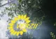 Partidul Verde se relansează în România: care sunt OBIECTIVELE și cum îi vor ajuta ele pe români 