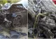Accident grav, în Corbu: două persoane au murit pe loc, după un impact violent. Alte două, rănite grav