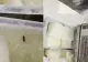 Brânză cu gândaci, vândută în piețe. Nereguli grave descoperite de inspectorii ANPC - VIDEO