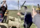 Scena HALUCINANTE. Ciobanii au sărit cu bâtele la polițiști și inspectori ca să-și apere oile care pășteau ILEGAL -VIDEO