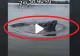VIDEO – Monstru prins de un pescar într-un lac din Ilfov – Avea peste doi metri lungime și 90 de kilograme