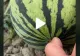 VIDEO – Secretul unui țăran care cultivă pepeni – Cum își dă seama când e copt cu adevărat