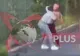 În timp ce Caciuc și Reghe postează imagini cu dansuri pe manele de la botez, Prodan scoate certificat medico-legal și îl împinge spre pușcărie pe antrenor