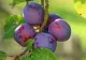 Consumul de prune este INTERZIS dacă suferiți de una din aceste boli