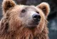 Bărbat atacat de un urs, pe un drum forestier din Curtea de Argeș