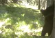Imagini demne de "Cartea Junglei" în Parcul Naţional Retezat: cum a fost surprins un urs - VIDEO
