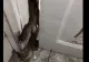 Șobolani pe holurile Academiei de Poliție! Imagini șocante - VIDEO
