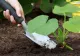 Fermierul care a câştigat 16.500 de dolari pentru o SINGURĂ legumă cultivată