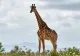 Bebeluș strivit de o girafă într-un parc safari. Mama fetiței se află în stare gravă la spital