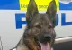 Câine polițist, mușcat de un bărbat în timpul unei intervenții asupra unui grup de tineri agresivi. Caz ȘOCANT în Germania