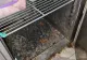 Mizerie de nedescris într-un cunoscut restaurant chinezesc din București. Ce a descoperit ANPC - VIDEO