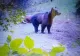 MĂCEL într-o comună din Alba. Un urs omoară animalele oamenilor și le abandonează