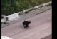 PERICOL la un loc de joacă din Predeal! Urs surprins în apropiere: zona era plină de copii - VIDEO 