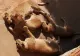 Cinci lei africani au evadat din adăpostul lor, de la o grădină zoologică din Sydney! Atracția turistică, închisă de urgență