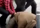Bărbat înarmat, pus la pământ și încătușat, pe Calea Victoriei din București -VIDEO