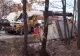 Un tir încărcat cu 180 de porci s-a răsturnat pe șosea: Peste 30 de animale au MURIT