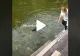VIDEO – A vrut să-și salveze câinele căzut în apă, însă a căzut și ea, în râsetele prietenelor care o filmau