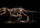 Scheletul unui T. Rex, retras de la vânzare. Scandal uriaș la o vânzare de 25 de milioane de dolari