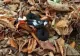 VIPERĂ dintr-o specie rară, fotografiată într-o pădure de la marginea Iașiului - VIDEO