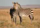 Iluzia optică perfectă: două zebre, același cap. Care este adevărul din spatele acestei fotografii care naște controverse