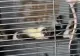 Descoperire de coșmar: Copilaș găsit în condiții mizere, alături de mama sa și peste 300 de șobolani, gândaci, reptile - FOTO&VIDEO