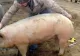Ce se întâmplă cu porcii crescuți de români în gospodării? Anunțul ministrului Agriculturii: „Am luat decizia!””